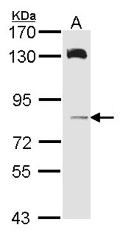 Sample (30 µg of whole cell lysate)  A431 7.5% SDS PAGE Primary antibody diluted at 1: 1000