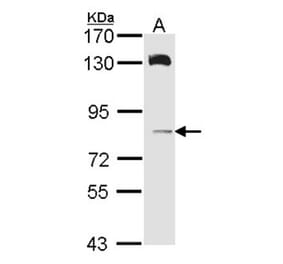 HPS6 antibody from Signalway Antibody (22400) - Antibodies.com