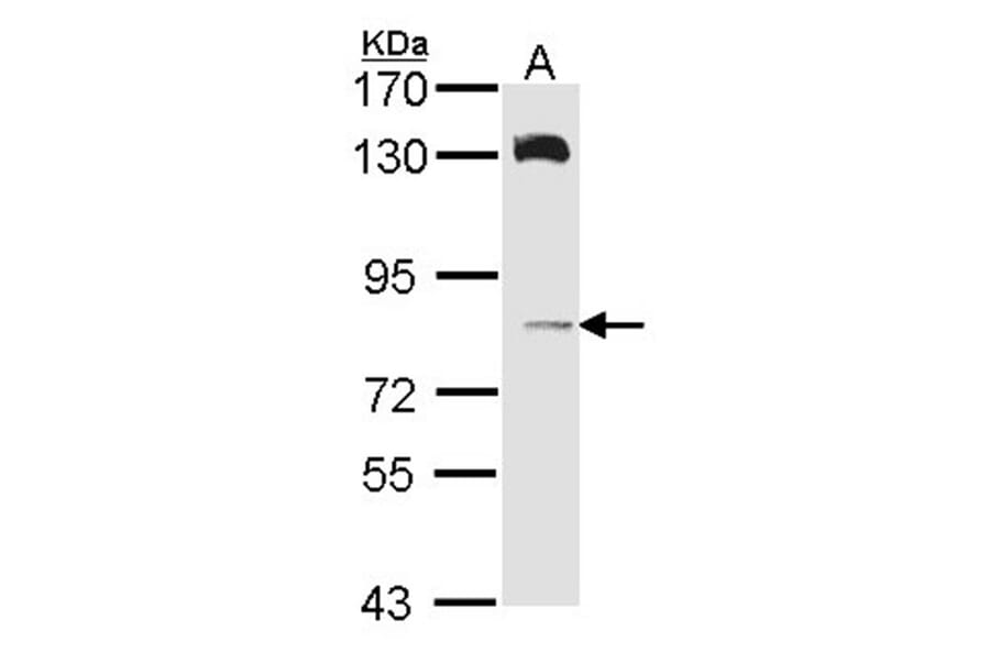 HPS6 antibody from Signalway Antibody (22400) - Antibodies.com