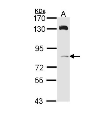 HPS6 antibody from Signalway Antibody (22400) - Antibodies.com