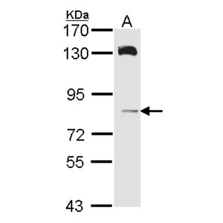 HPS6 antibody from Signalway Antibody (22400) - Antibodies.com