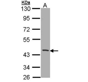 CD1B antibody from Signalway Antibody (22413) - Antibodies.com