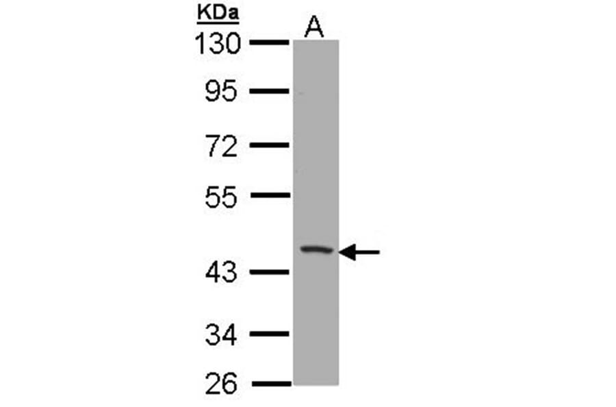 CD1B antibody from Signalway Antibody (22413) - Antibodies.com
