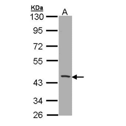CD1B antibody from Signalway Antibody (22413) - Antibodies.com