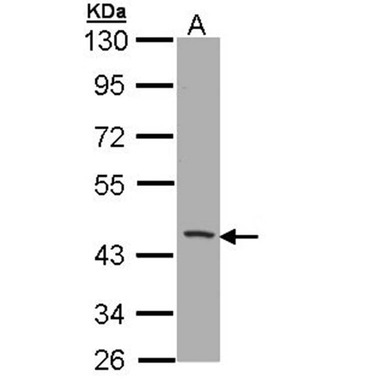 CD1B antibody from Signalway Antibody (22413) - Antibodies.com