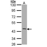 CD1B antibody from Signalway Antibody (22413) - Antibodies.com