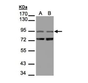 NIR1 antibody from Signalway Antibody (22424) - Antibodies.com