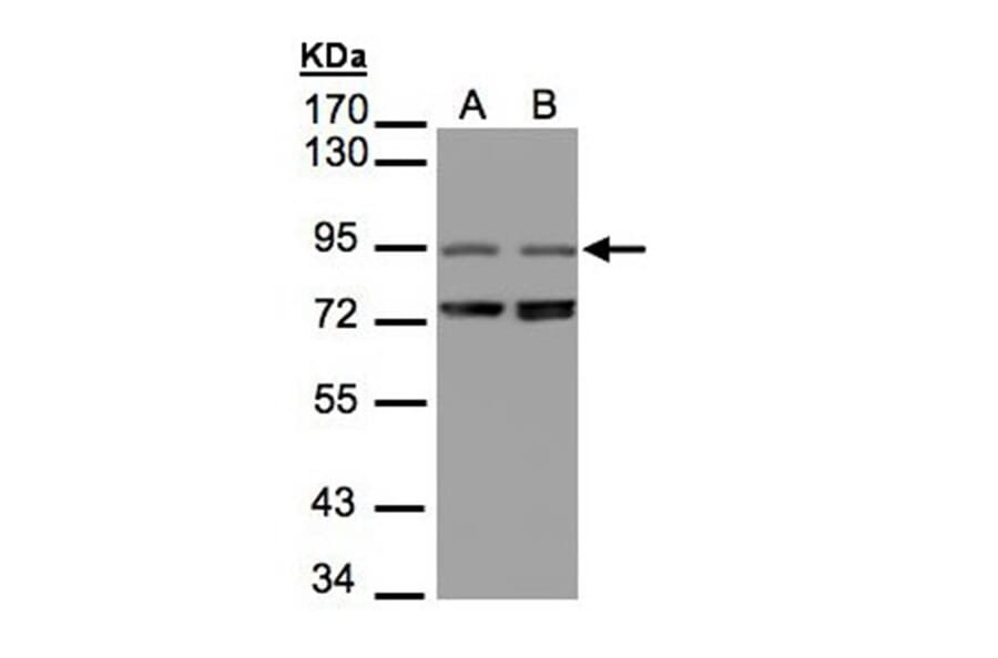 NIR1 antibody from Signalway Antibody (22424) - Antibodies.com