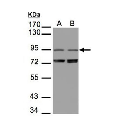 NIR1 antibody from Signalway Antibody (22424) - Antibodies.com