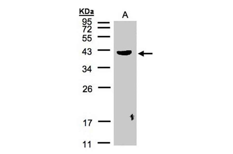 PLEK antibody from Signalway Antibody (22455) - Antibodies.com