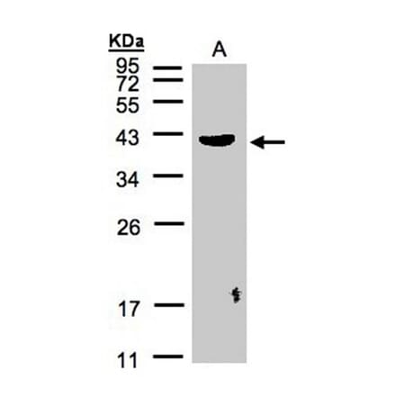 PLEK antibody from Signalway Antibody (22455) - Antibodies.com