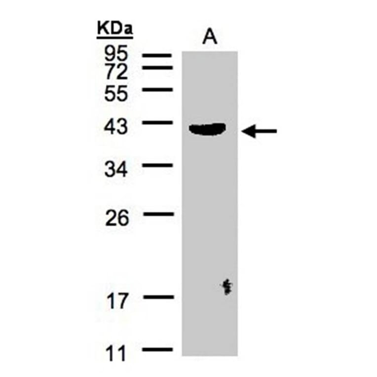 PLEK antibody from Signalway Antibody (22455) - Antibodies.com