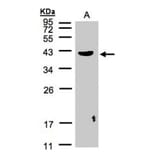 PLEK antibody from Signalway Antibody (22455) - Antibodies.com