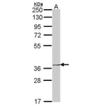 EDG6 antibody from Signalway Antibody (22466) - Antibodies.com