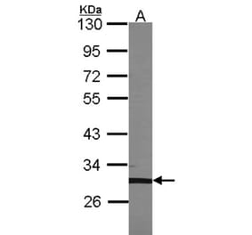 TFEC antibody from Signalway Antibody (22480) - Antibodies.com