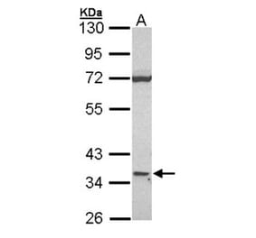 CD1D antibody from Signalway Antibody (22502) - Antibodies.com