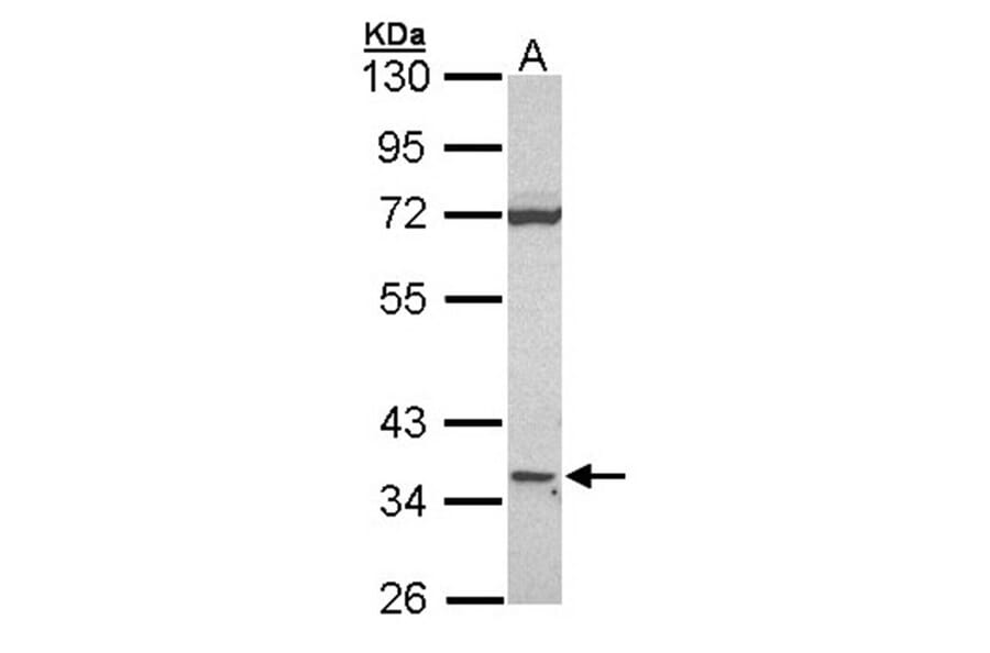 CD1D antibody from Signalway Antibody (22502) - Antibodies.com