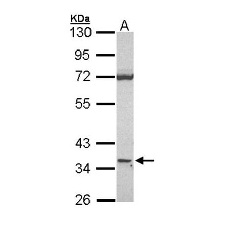 CD1D antibody from Signalway Antibody (22502) - Antibodies.com