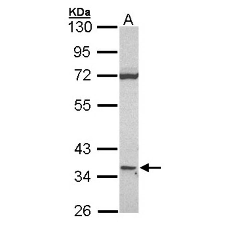 CD1D antibody from Signalway Antibody (22502) - Antibodies.com