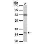 CD1D antibody from Signalway Antibody (22502) - Antibodies.com