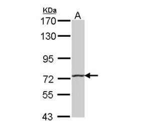 HHIP antibody from Signalway Antibody (22569) - Antibodies.com