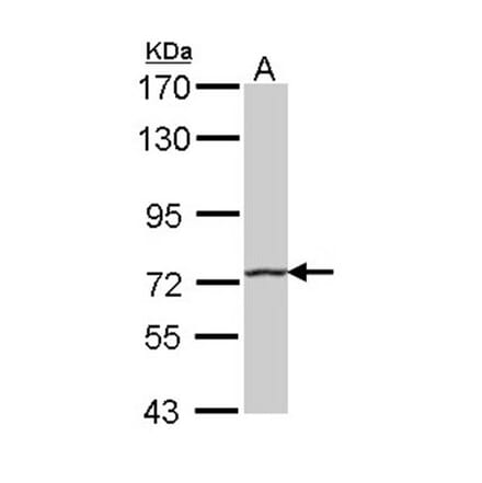 HHIP antibody from Signalway Antibody (22569) - Antibodies.com
