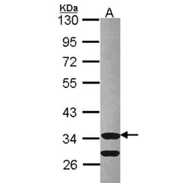 Cdk3 antibody from Signalway Antibody (22641) - Antibodies.com