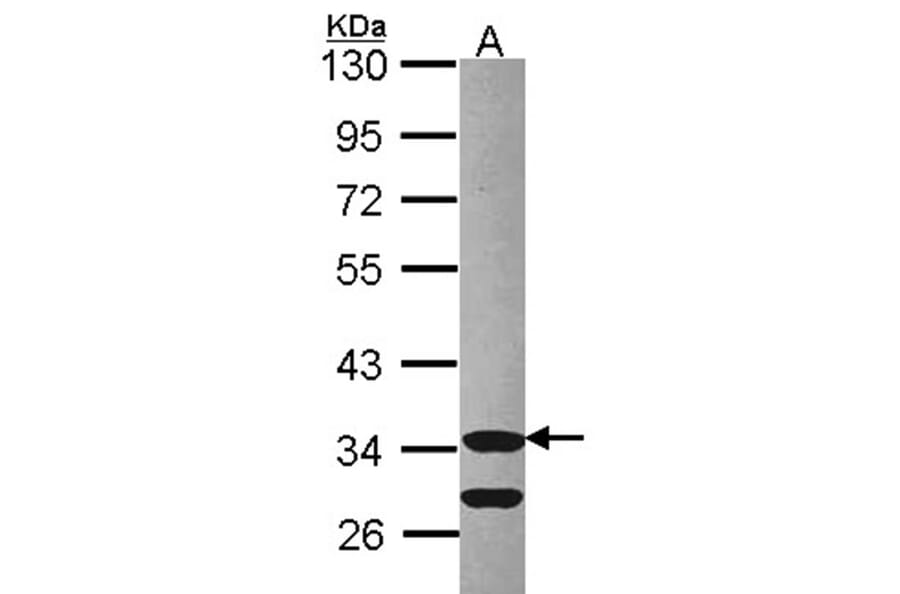 Cdk3 antibody from Signalway Antibody (22641) - Antibodies.com