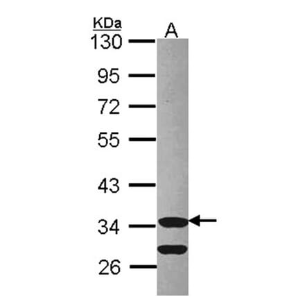 Cdk3 antibody from Signalway Antibody (22641) - Antibodies.com