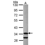 Cdk3 antibody from Signalway Antibody (22641) - Antibodies.com