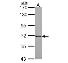 KLC1 antibody from Signalway Antibody (22648) - Antibodies.com