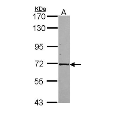 KLC1 antibody from Signalway Antibody (22648) - Antibodies.com