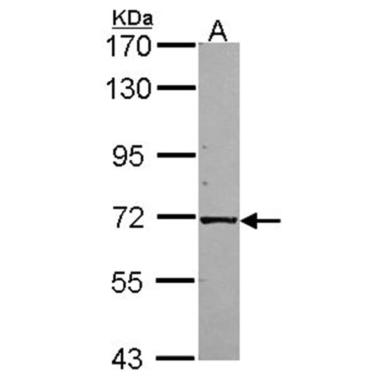 KLC1 antibody from Signalway Antibody (22648) - Antibodies.com