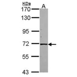 KLC1 antibody from Signalway Antibody (22648) - Antibodies.com