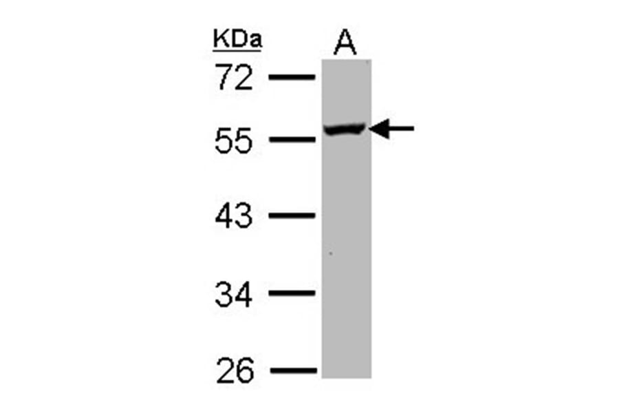 ODC antibody from Signalway Antibody (22664) - Antibodies.com