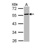 ODC antibody from Signalway Antibody (22664) - Antibodies.com
