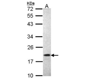 AIF1 antibody from Signalway Antibody (22709) - Antibodies.com