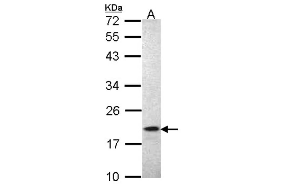 AIF1 antibody from Signalway Antibody (22709) - Antibodies.com