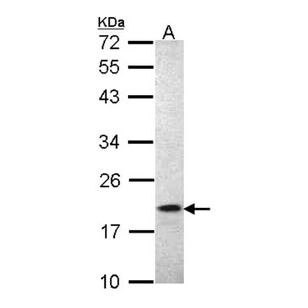 AIF1 antibody from Signalway Antibody (22709) - Antibodies.com