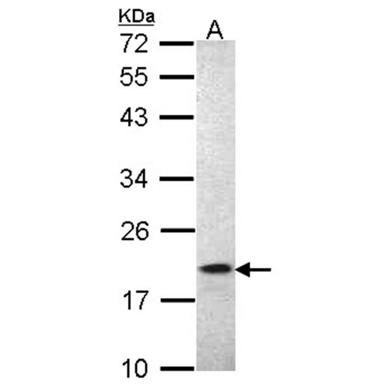 AIF1 antibody from Signalway Antibody (22709) - Antibodies.com