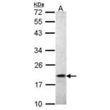 AIF1 antibody from Signalway Antibody (22709) - Antibodies.com