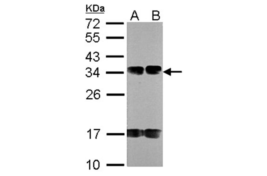 FUS2 antibody from Signalway Antibody (22721) - Antibodies.com