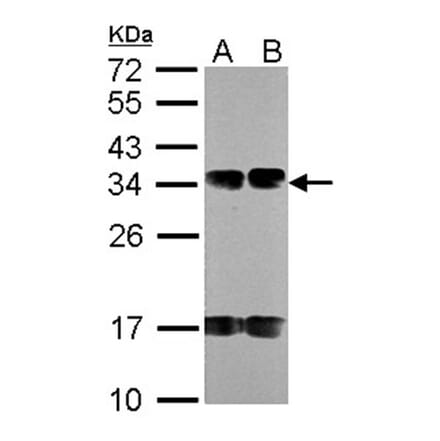 FUS2 antibody from Signalway Antibody (22721) - Antibodies.com