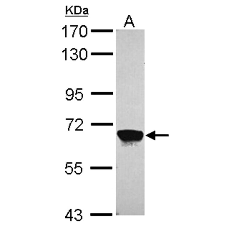 MPP2 antibody from Signalway Antibody (22724) - Antibodies.com