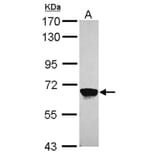 MPP2 antibody from Signalway Antibody (22724) - Antibodies.com