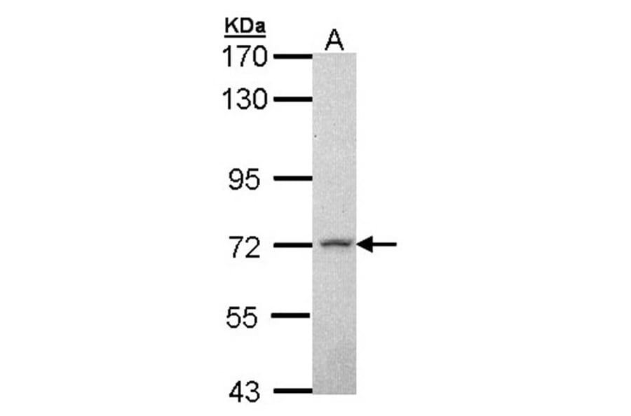MPP2 antibody from Signalway Antibody (22729) - Antibodies.com