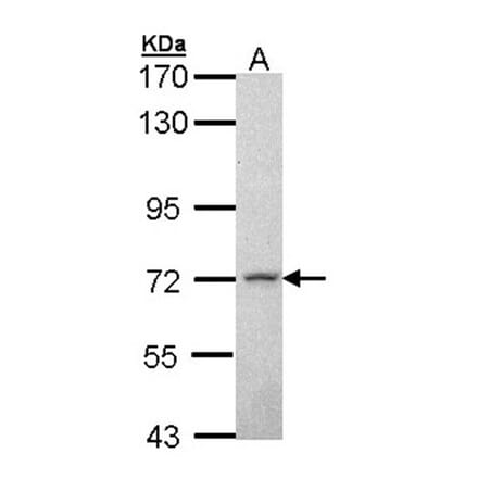 MPP2 antibody from Signalway Antibody (22729) - Antibodies.com