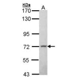 MPP2 antibody from Signalway Antibody (22729) - Antibodies.com