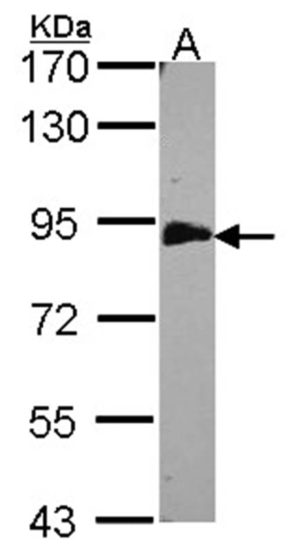 Sample (30 µg of whole cell lysate)  H1299 7.5% SDS PAGE EML1 antibody diluted at 1: 500