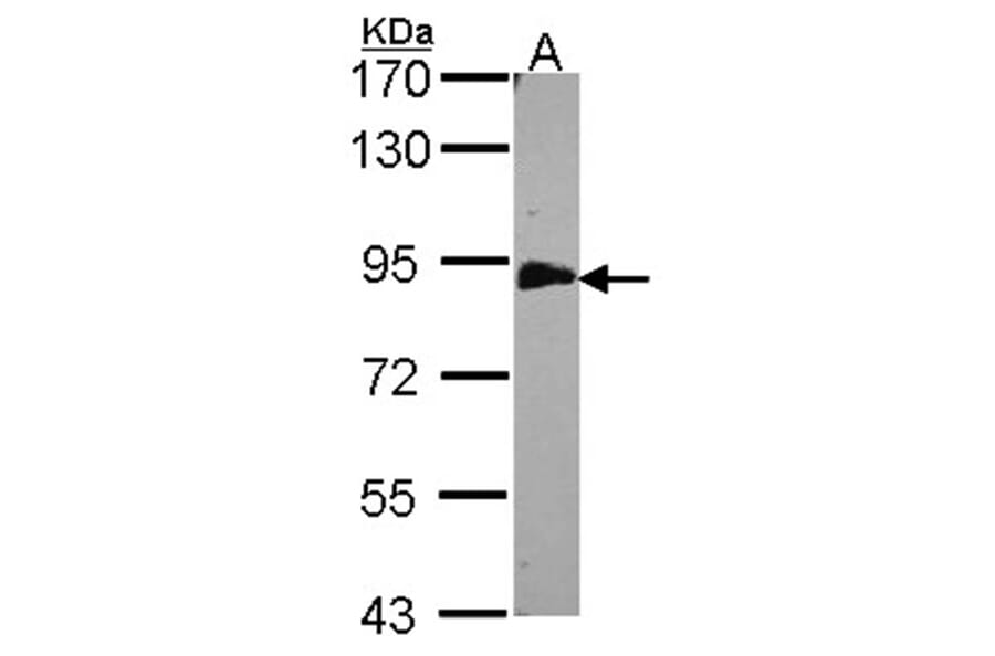 EML1 antibody from Signalway Antibody (22733) - Antibodies.com